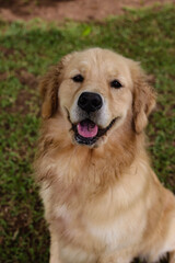 Fototapeta premium golden retriever dog