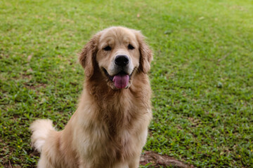 golden retriever filhote