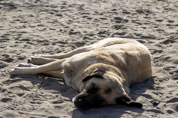 Obraz premium dog lying on the beach
