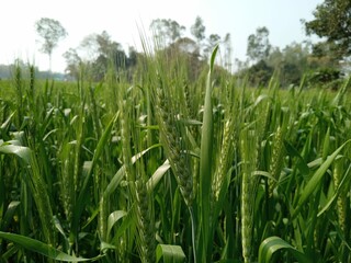 Picture of village wheat field