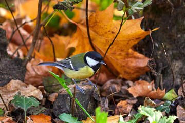 titmouse sits on a tree branch
