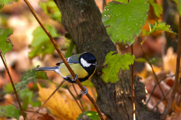 titmouse sits on a tree branch