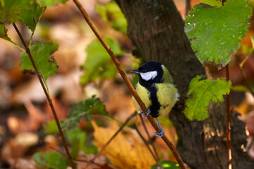 titmouse sits on a tree branch