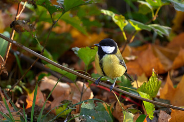 titmouse sits on a tree branch