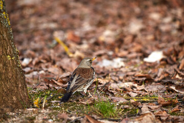 thrush fieldfare sits on the ground