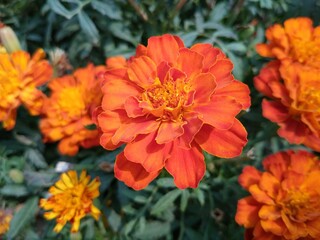 An extraordinary Zinnia elegans flower, flower, flower plant, garden, nature, zinnia, zinnia elegans, zinnia flower
