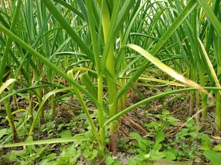 The gourd tree is growing fast, agriculture, gourd, green, growing tree, growing up, tree,...