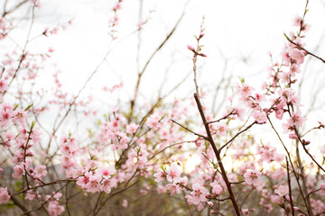 Beautiful cherry blossom sakura in spring time