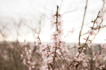 Beautiful cherry blossom sakura in spring time