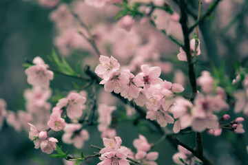 Beautiful cherry blossom sakura in spring time
