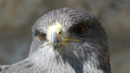 Grey Hawk