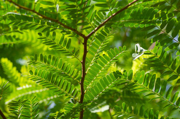 Tamarind (Tamarindus indica) green leaves, selected focus