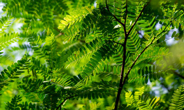 Tamarind (Tamarindus indica) green leaves, selected focus