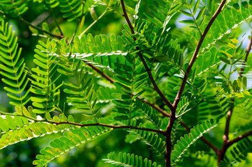 Tamarind (Tamarindus indica) green leaves, selected focus