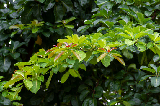 Pohon Joho (Terminalia bellirica) known as Bahera or Beleric, green plant with ith a strong offensive smell flowers
