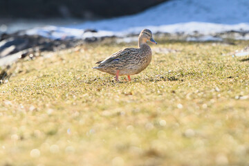 female mallard duck anas platyrhynchos on the shore