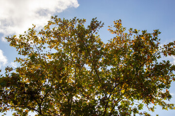 Sky tree and tree branches