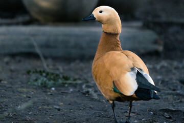 Male Ruddy shelduck walking on mud