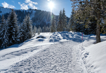 Winterlandschaft im Gegenlicht