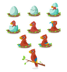 Set of illustrations of the birth and maturation of a orange parrot. From egg to adult bird. Vector graphic.