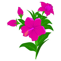 pink flower isolated on white background