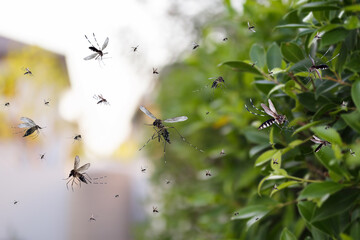 Swarm of mosquitoes fly in the park