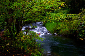 Fototapeta na wymiar 長野県の軽井沢の川と木々