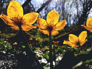 Knieć Błotna, Kaczeniec - Kwiaty wiosenne