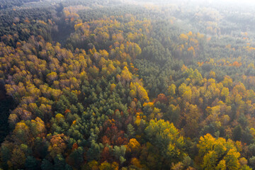 Beautiful nature reserve forest ecological landscape Earth Silesia Bytom UNESCO