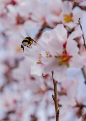 Bumblebee on almond blossoms in March Spain