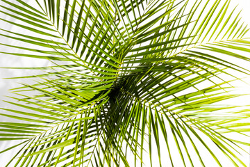 Summer green palms with shadows against white background. Minimal top view concept. Creative sunny backdrop with negative space.