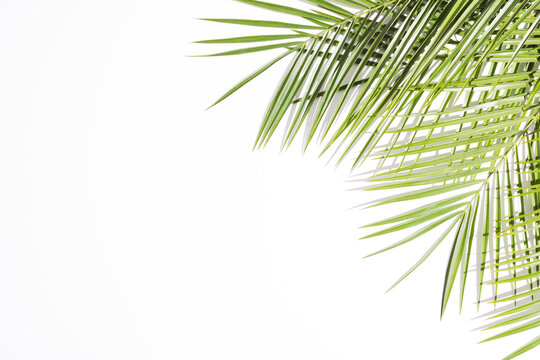 Summer green palms with shadows against white background. Minimal top view concept. Creative sunny backdrop with negative space.