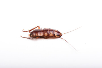 A juvenile cockroach on a white background