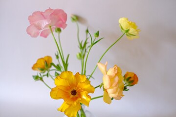 さまざまな方向を向いているラナンキュラスラックス