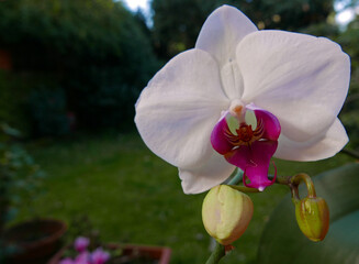 brillante corolla del fiore di una orchidea bianca nel prato