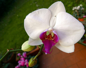 brillante corolla del fiore di una orchidea bianca nel prato