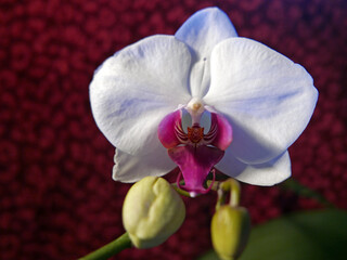 brillante corolla del fiore di una orchidea bianca nel prato © tiziana