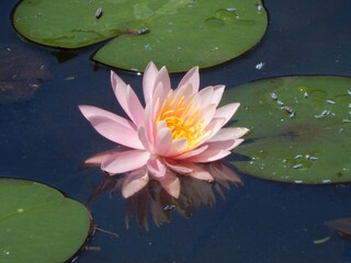 pink water lily