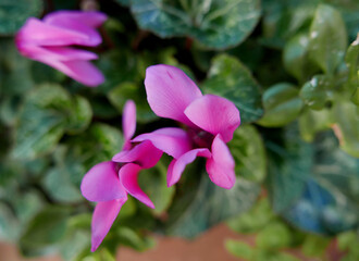 corolle di brillanti ciclamini nel loro fogliame