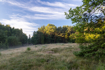 Fototapeta na wymiar Beautiful nature reserve forest ecological landscape Earth Silesia Bytom UNESCO