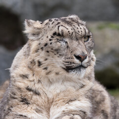 Snow leopard or ounce (Panthera uncia) portrait. Beautiful mountain cat. 