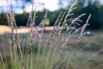 Beautiful nature reserve forest ecological landscape Earth Silesia Bytom UNESCO