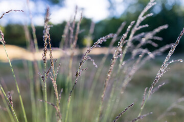 Beautiful nature reserve forest ecological landscape Earth Silesia Bytom UNESCO