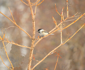 The bird tit-nut sits on the branches of a Viburnum tree. The black-headed or swamp nut (Lat. Poecile palustris or Parus palustris) is a species of bird in the tit family (Paridae).
