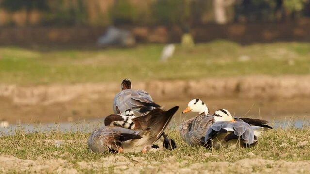 full shot with zoom in effect bar headed goose flock or family basking in golden hour light at keoladeo national park or bharatpur bird sanctuary rajasthan india - anser indicus