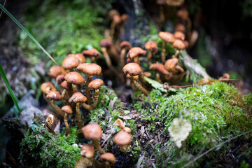 Beautiful nature reserve forest ecological landscape Earth Silesia Bytom UNESCO