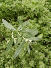buglossoides arvensis