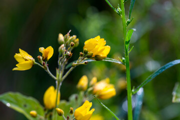 Obraz premium Beautiful nature reserve forest ecological landscape Earth Silesia Bytom UNESCO