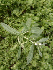 buglossoides arvensis