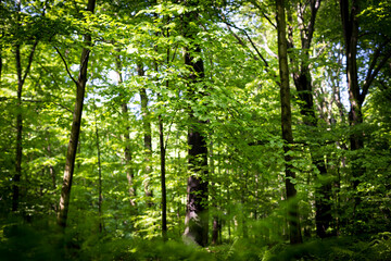 Beautiful nature reserve forest ecological landscape Earth Silesia Bytom UNESCO